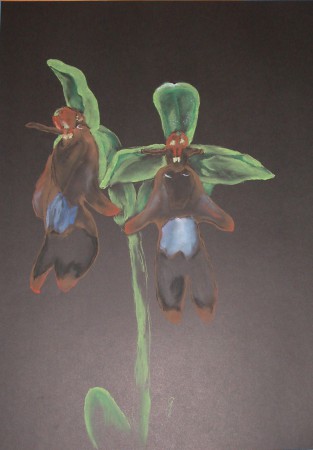 légybangó - Ophrys insectifera (pasztell) 