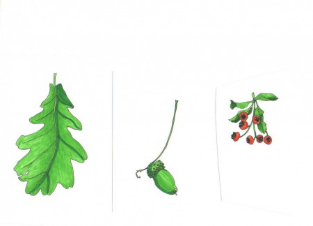 Levél és termések