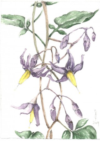 Ebszőlő csucsor - Solanum dulcamara