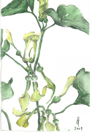 Farkasalma - Aristolochia clematitis