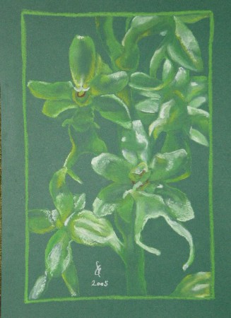 Listera cordata (pasztell)