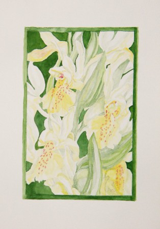 Bodzaszagú ujjaskosbor - Dactylorhiza sambucina (vízfesték)