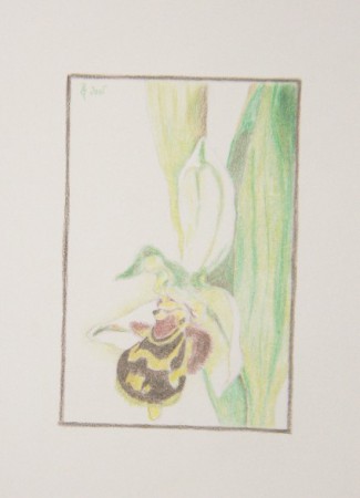 Méhbangó - Ophrys apifera (színes ceruza)