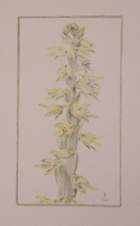 Minka - Herminium monorchis (pasztell)