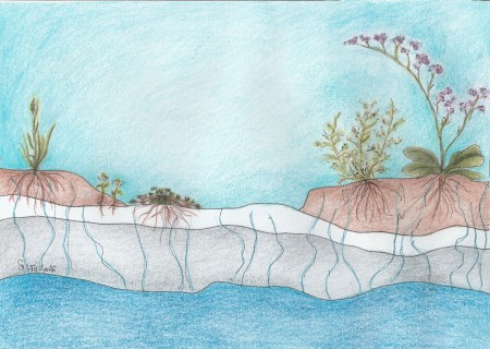 Szikesedés a Hortobágyon - illusztráció ceruzával és filctollal