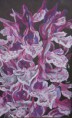 /album/europai-orchideak/a5-jpg1/