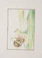/album/europai-orchideak/a13-jpg1/
