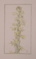 /album/europai-orchideak/a19-jpg1/
